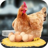 母鸡护蛋模拟器最新版